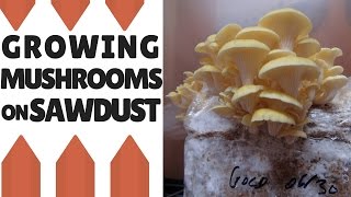 Growing Mushrooms On Sawdust Making The Fruiting Block [upl. by Nim759]