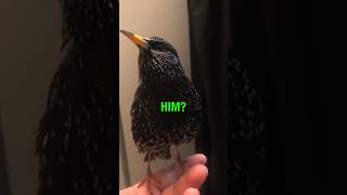 This Bird Sounds Like R2D2 🤖 [upl. by Caines]