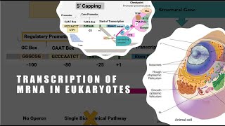 Transcription In Eukaryotes [upl. by Ritch]