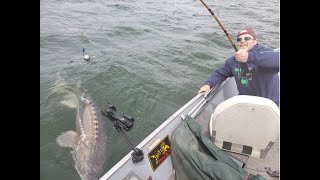 Sturgeon Fishing Lake Roosevelt Kettle Falls Washington [upl. by Deragon648]