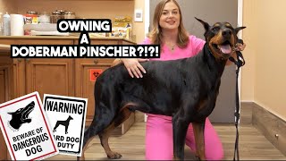 Owning a Doberman Pinscher  What you need to know [upl. by Osmond145]