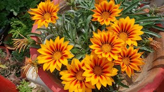 How to Collect Seeds of Gazania Plant for Next Season  Fun Gardening [upl. by Aneehc]