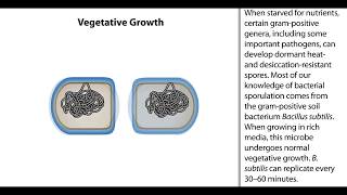 Formation of Endospores  Animation  ScienceRoot [upl. by Atinahs]