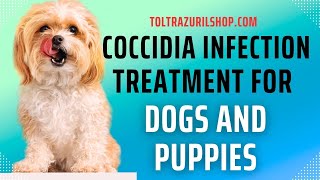 Treating Coccidia in Puppies at Home  Does Toltrazuril Medication Work [upl. by Darius]