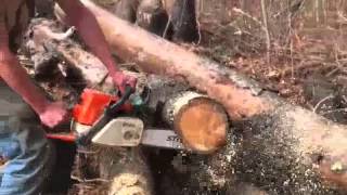 Stihl 029 Super Cutting Pine [upl. by Suh]