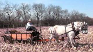 Agriculture History Horsedrawn Manure Spreader at Kline Creek Farm [upl. by Inoy]