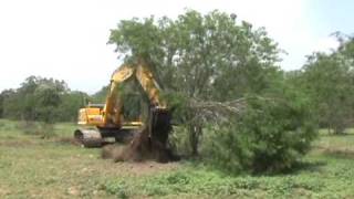 Video of larger Mesquite Grubbing [upl. by Cann]