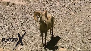 Mexico Desert Bighorn Hunt [upl. by Taran206]