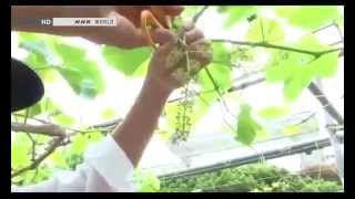 How Do Seedless Grapes Grow  BEGIN Japanology [upl. by Ingrim613]