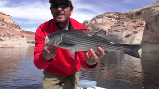 Lake Powell Striped Bass Fishing 101 [upl. by Nelloc]