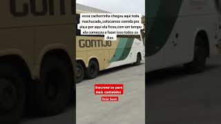 cães labrador pets cachorro onibus saopaulo brasil [upl. by Alegnatal]