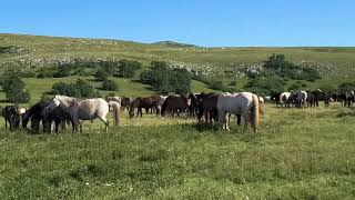 Divlji konji visoravan Kruzi iznad Livna 4 [upl. by Evita]