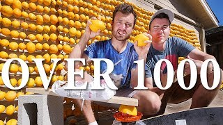 How Much Electricity Can 1000 Lemons Make [upl. by Muirhead]