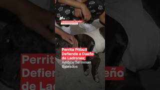 Perrita Pitbull defiende a adulto mayor Ambos terminan baleados  N Shorts [upl. by Longawa]