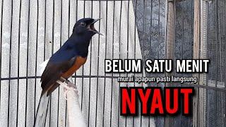 murai batu gacor AMPUH buat PANCINGAN murai batu agar bunyi JADIKAN burung murai gacor EMOSI [upl. by Licastro224]