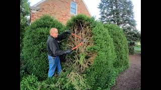 Boxwood pruning in summer how to cut back a big boxwood summer vs winter [upl. by Prima217]