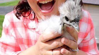 How to SAFELY Move Baby Chicks Outside watch this first 🐥☀️🌱 [upl. by Nnairol63]