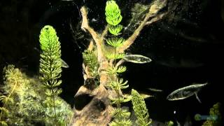 ThreeSpined Stickleback Aquarium  SEA LIFE MUNICH [upl. by Gerda]