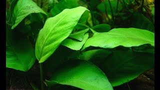 Anubias barteri var barteri quotBroadleaved Anubiasquot Care and Info [upl. by Aihsot]