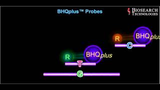 qPCR Probe Animation Video [upl. by Cordey]