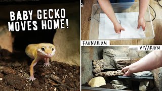 How To Set Up Tanks For Baby Leopard Geckos  MOVING DAY [upl. by Ellehcan]