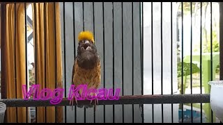 NYAUT GACOR suara burung manyar ini jadi pancingan semua jenis burung [upl. by O'Toole]