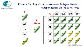 Genética Mendeliana Leyes de Mendel 😃💡💯 [upl. by Corby193]