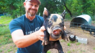 The Ultimate Guide to Raising Pigs on a Homestead [upl. by Ettenirt436]