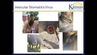 Town Hall Informational Meeting on Vesicular Stomatitis held on Thursday June 26th 2020 [upl. by Mahmud702]