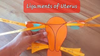 Ligaments of Uterus [upl. by Leban]