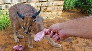 Caracals Feeding [upl. by Nolyd555]