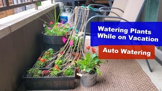 How to Water Plants while on Vacation  Simple Automatic Watering [upl. by Patsis]