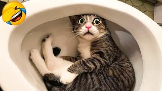 Funniest Cats And Dogs Videos 😂  Best Funny Animal Videos 2023 😅 2 [upl. by Ardene391]