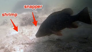 Incredible Underwater Mangrove Snapper Behavior [upl. by Arvie]