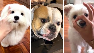 The Funniest Doggos Taking Over YouTube 🐶 Cutest Dogs Compilation 🐶 [upl. by Marino]