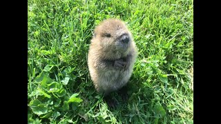 Meet Beatrice the adorable orphan baby beaver rescued in Kentucky [upl. by Sonnie192]