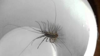 House Centipede Scutigera coleoptrata [upl. by Ravahs434]