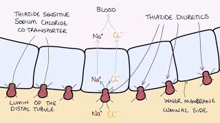 How do Thiazide Diuretics Work Understanding Bendroflumethiazide and Indapamide [upl. by Oiramd]