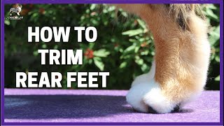 How To Trim Rear Feet [upl. by Lissi814]