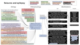 Seizures and epilepsy mechanism of disease [upl. by Aicilaanna924]