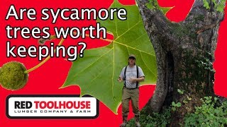 Ep147 Is the sycamore tree worthless to have on the homestead [upl. by Anilrahc585]