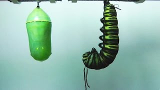 Monarch Butterfly Metamorphosis timelapse FYV [upl. by Kovacs19]