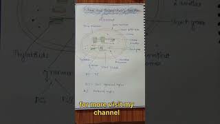 Photosynthesis in plants l easy handwrittenotes biologynotes neet ytshortsviral [upl. by Elboa690]