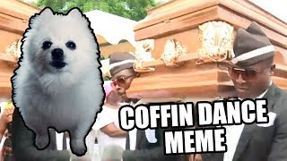 Dança do Caixão Coffin Dance Meme em cachorrês [upl. by Tallia]