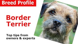 Border Terrier Dog Breed Guide [upl. by Bonine548]