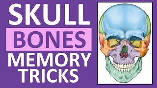 Skull Bones Mnemonic Cranial and Facial Bones  Anatomy and Physiology [upl. by Aseel]