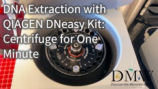 DNA Extraction with QIAGEN DNeasy Kit Centrifuge for One Minute [upl. by Amity]