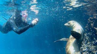 Snorkeling in the Galápagos Islands [upl. by Egap787]