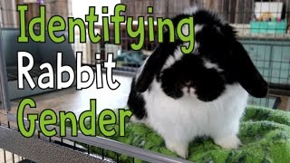 Identifying Rabbit Gender  Is My Bunny Male or Female [upl. by Adidnac]