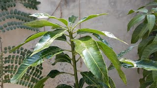 Dasheri mango tree leaf identification [upl. by Onateyac]